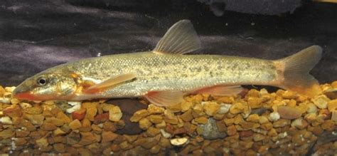 Longnose Dace Note The Elongated Body Shape And Nose Courtesy Of Ohio