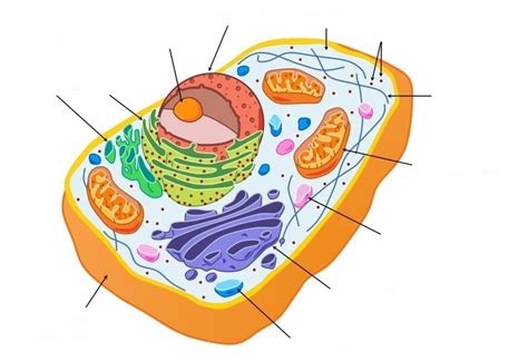 Animal Cell Organelles Diagram Quizlet