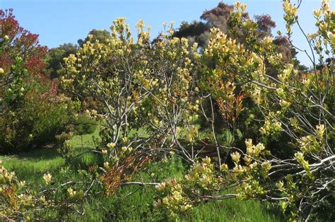 Plantfiles Pictures Leucadendron Conebush Pom Pom Leucadendron