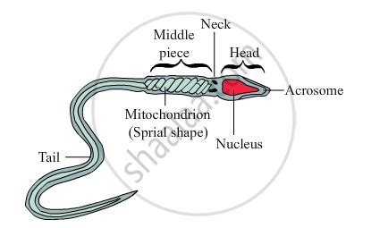 Draw A Diagram Of A Mature Human Sperm Label Any Three Parts And Write