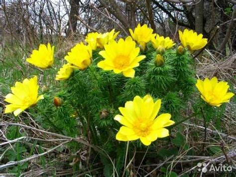 Адонис весенний | Plants, Flowers, Garden