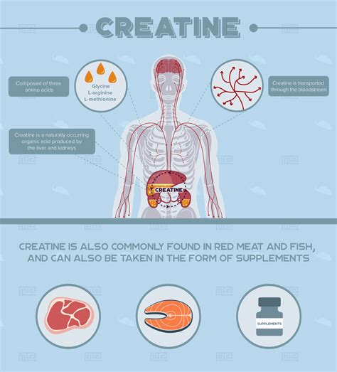 The Effects Of Creatine On Mice Behavior Maze Engineers