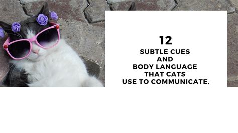 12 Subtle Cues And Body Language That Cats Use To Communicate Pet