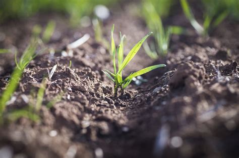 GRDC invests $12.7M in long-coleoptile wheat - Grain Central