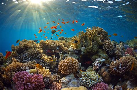 Marine Heatwaves Put Biodiversity Under Threat Royal Meteorological