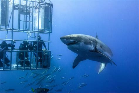 Shark Cage Diving Scuba Shack Cape Town