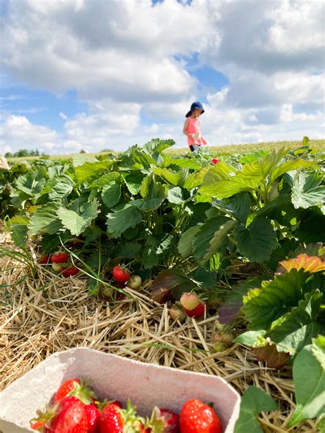 Erdbeeren Pfl Cken In Stuttgart Raus Mit Uns De