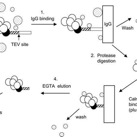 schematic   tap purification protocol   tap tag