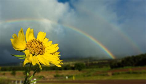 Wildflower Rainbow Photograph By Tony Lathrop Fine Art America