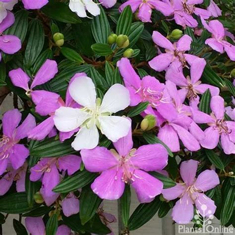 Tibouchina Mutabilis Noelene Australian Plants Plants For Small