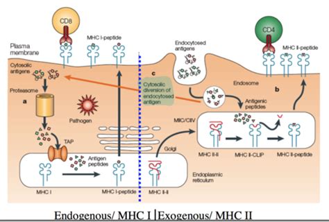 Antigen Processing And Antigen Presentation Flashcards Quizlet