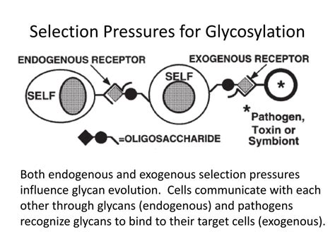 Ppt Evolution Of Glycan Diversity And Cellular Organization Of