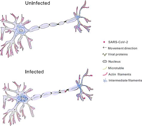 The Regulation Of Host Cytoskeleton During Sars Cov Infection In The