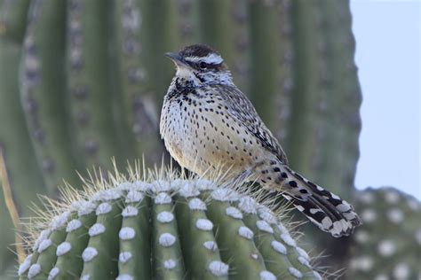 Cactus Wren Facts - Animal Corner