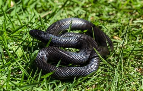 Mexican Black Kingsnake Facts, Description, Diet, and Pictures