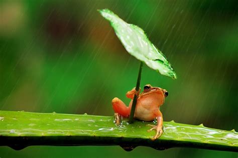 Impresionante Rana Usa Un Paraguas Para Cubrirse De La Lluvia ~ Like