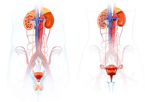 O que é a cistocele Uroclinica