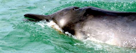 Grays Beaked Whale Ocean Treasures Memorial Library