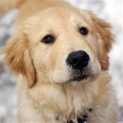 Cute Golden Retriever Puppies Wallpaper - WallpaperSafari