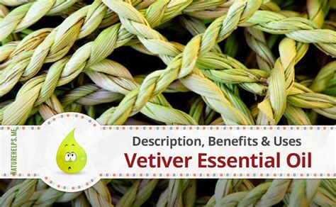 Vetiver Essential Oil. Description, Benefits & Uses