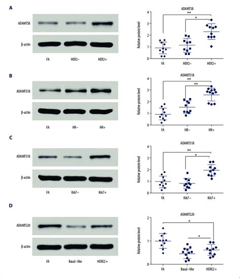 Western Blot Results Of Overexpression Of ADAMTS8 ADAMTS18 And