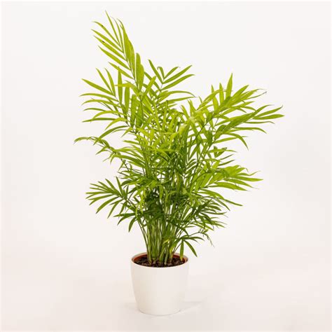 1835 Chamaedorea Elegans Areca Vaso 9 Piante Da Interno Garden