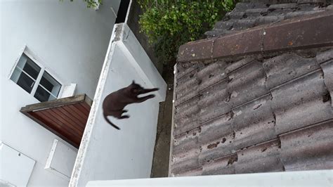 Seems Like Cats Are The Topic Today Here Is My Pussy Xd R Pics