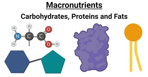 Macronutrients Carbohydrates Proteins And Fats