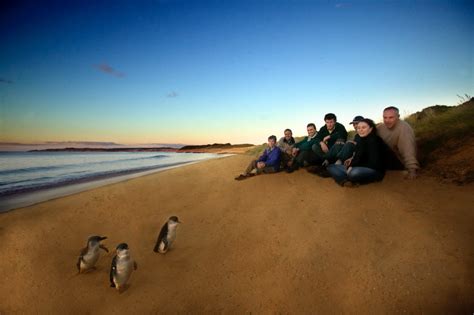 Wildlife Tours Australia Travel Sites In Melbourne Australia Travel