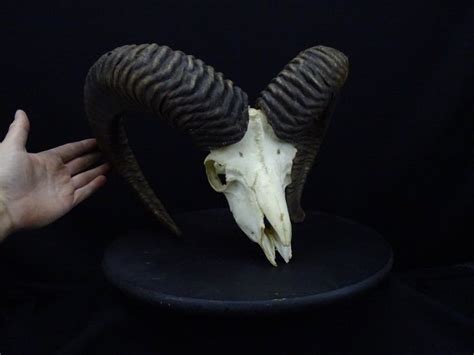 Mouflon Skull Ovis A Musimon 27 Cm 30 Cm 41 Cm Catawiki