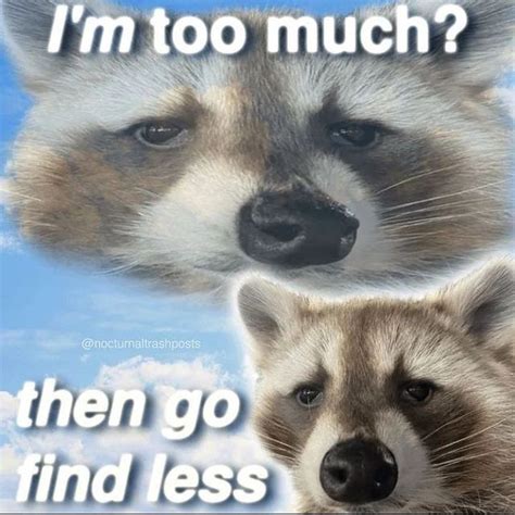 Racoon Love On Instagram Like The Photo