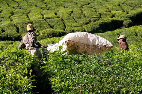 BOH tea plantation - Malaysia