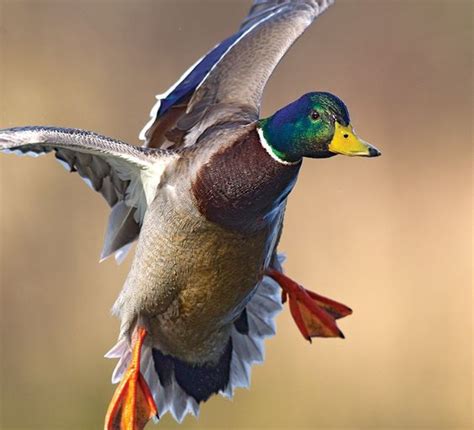 The Four Basics of Hunting Mallards | Deer hunting tips, Bird hunting ...