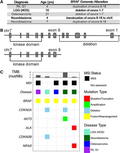 landscape  braf nonfusion rearrangements  description  braf