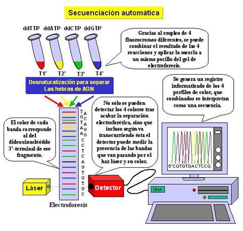 Genética molecular