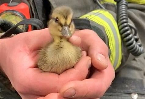 Firefighters Rescue Trapped Ducklings In Highway Storm Drain Bc News