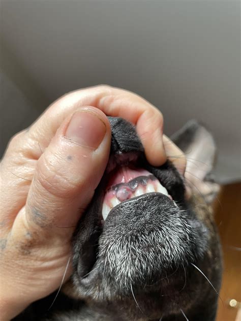 Lump On Dogs Gums Rdogadvice