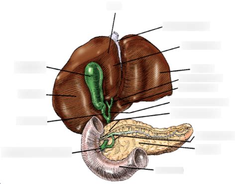 Accessory Organs Digestive Diagram Quizlet