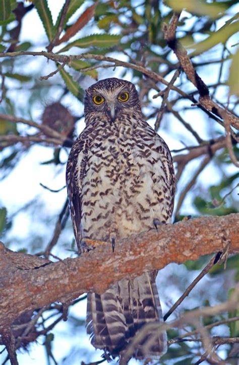 Australian Powerful Owl Stock Image Image Of Eyes Nocturnal 74442095