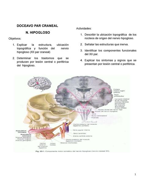 N Hipogloso Xii Par Craneal Doceavo Par Craneal N Hipogloso