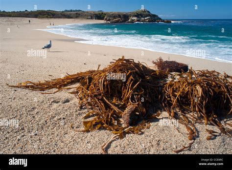 Big Sur Beach, California, USA Stock Photo - Alamy