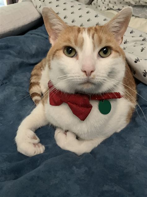 Fancy Kitty just had his manicure! : r/curledfeetsies