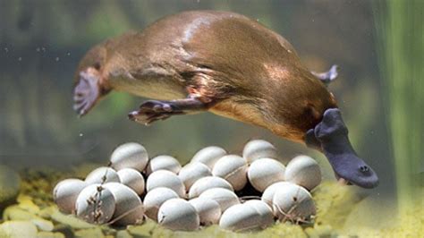 Perkembangbiakan Platypus Memahami