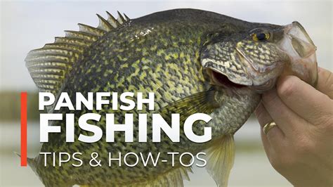 Panfish Fishing Tips And How Tos