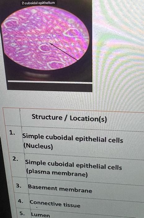 Solved 2 cuboidal epithelium Structure / Location(s) 1. | Chegg.com