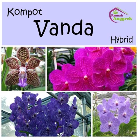 Jual Anggrek Kompot Phalaenopsis Dendrobium Vanda Dendro Bulan Seedling