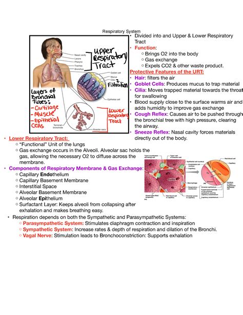 Pharmacology Exam Study Guide Respiratory System Trespiratory