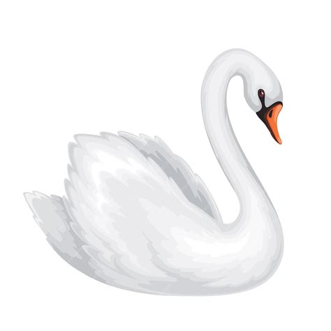 Premium Vector White Swan