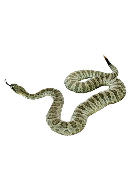 Snake Reptile Snake Png Picture Png Download 8001000 Free