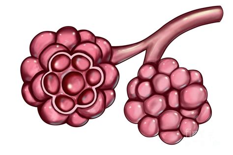 Alveoli Photograph By Kateryna Kon Science Photo Library Pixels